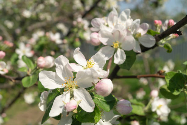 Orchard Blossom Minis