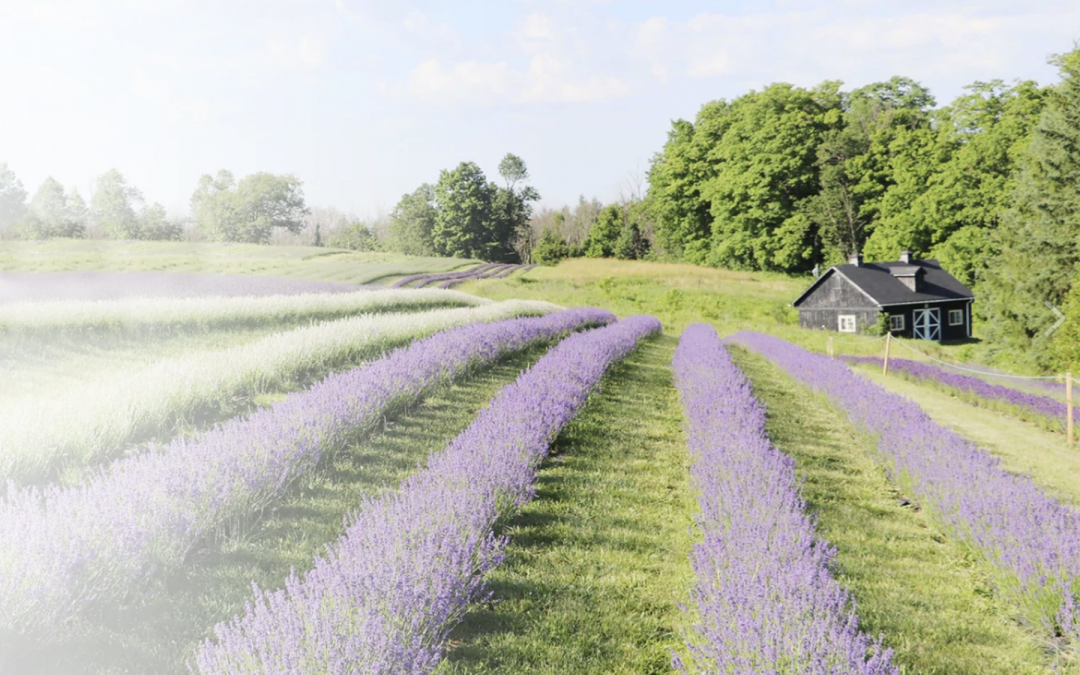 Lavender Farm Minis